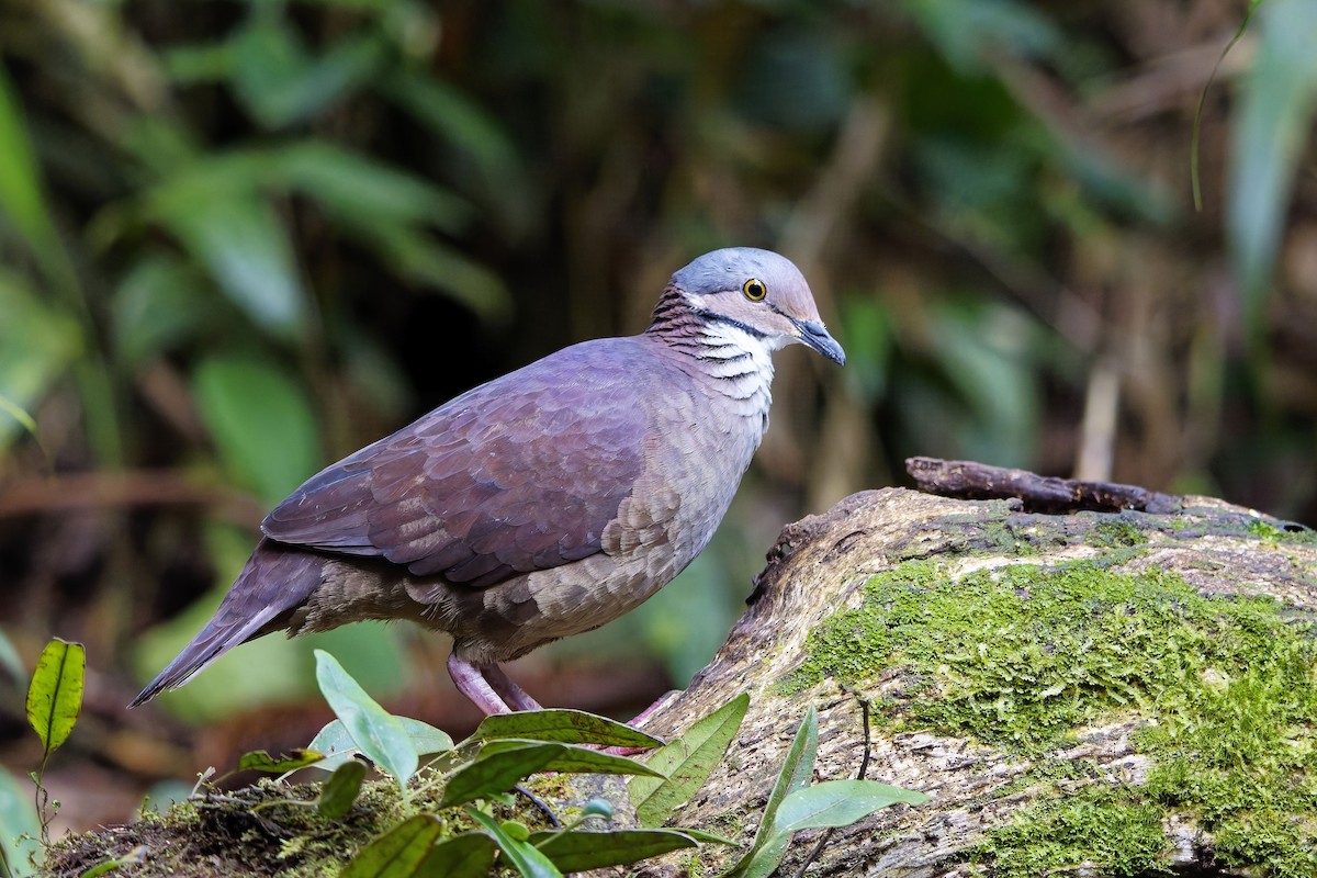 White-throated Quail-Dove - ML642373255