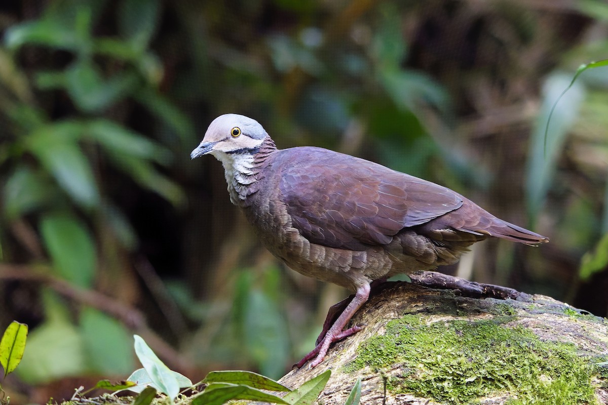 White-throated Quail-Dove - ML642373261