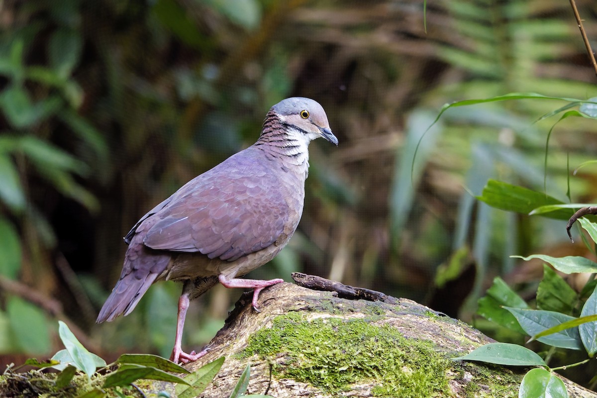 White-throated Quail-Dove - ML642373268