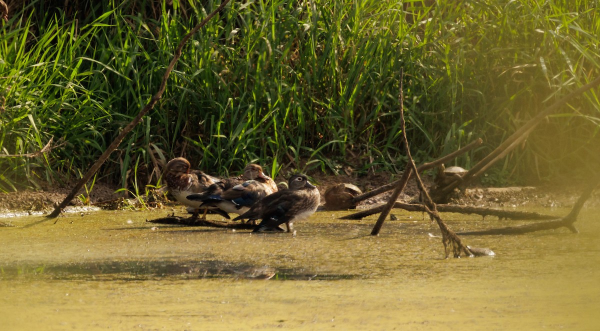 Wood Duck - ML642373269