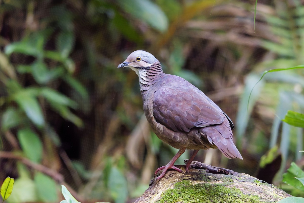 White-throated Quail-Dove - ML642373272