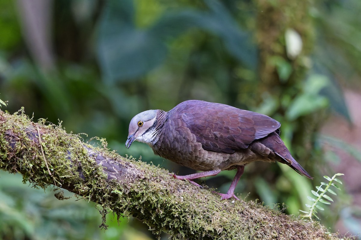 White-throated Quail-Dove - ML642373273