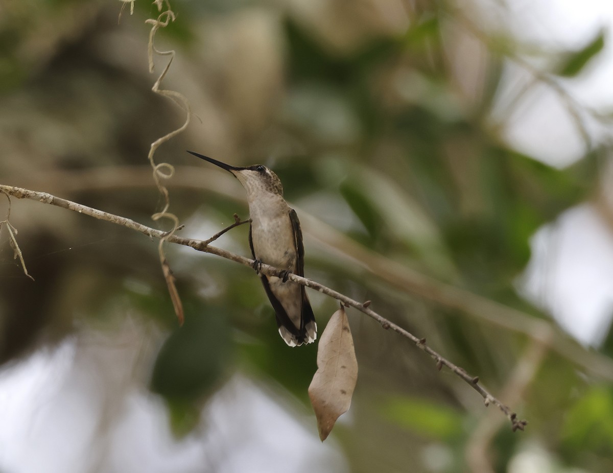 Ruby-throated Hummingbird - ML642373276
