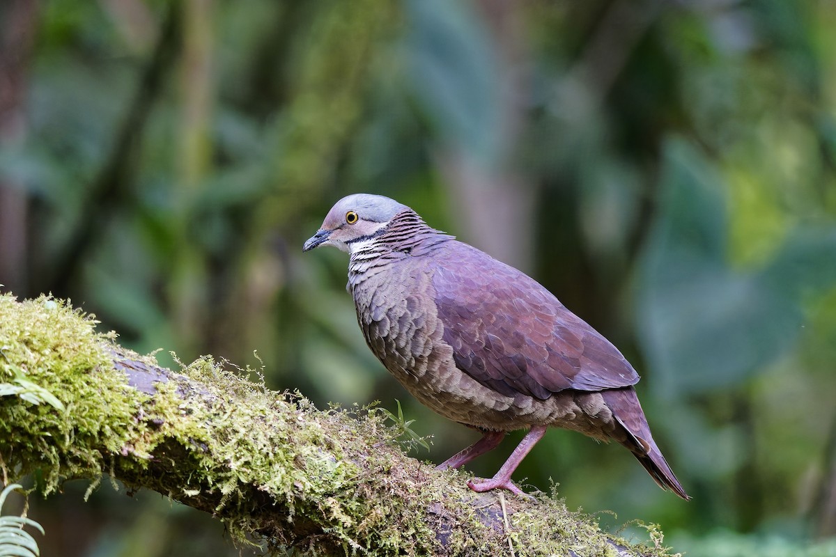 White-throated Quail-Dove - ML642373277