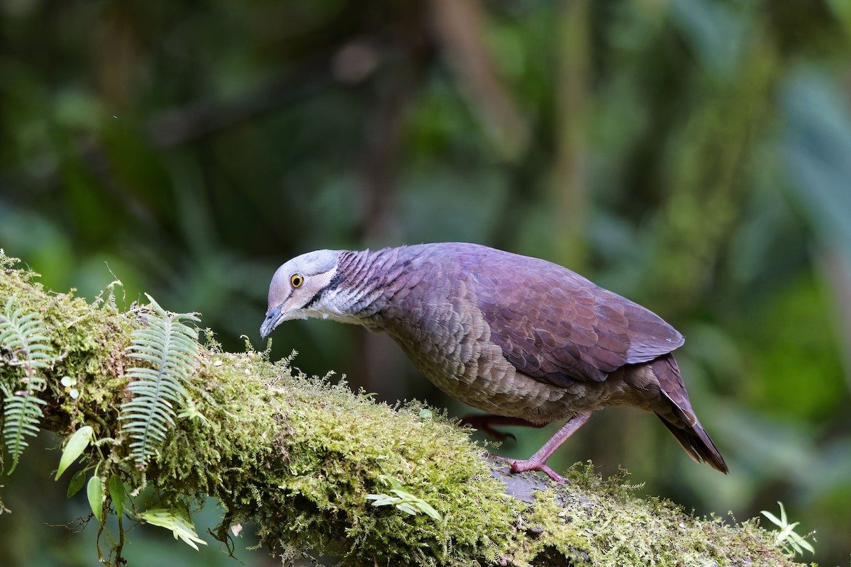 White-throated Quail-Dove - ML642373278