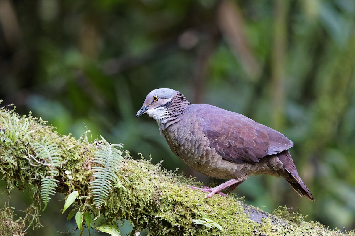 White-throated Quail-Dove - ML642373279