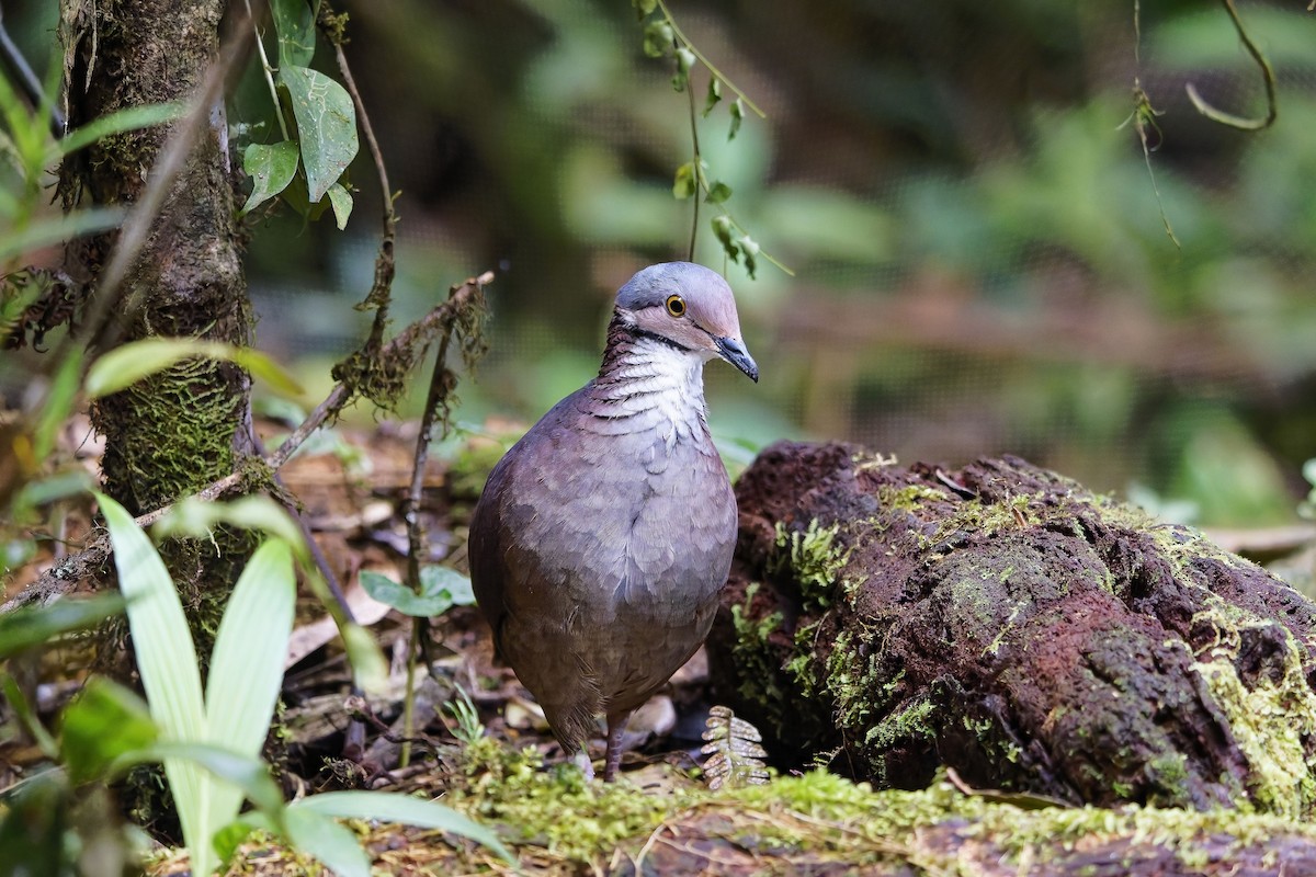 White-throated Quail-Dove - ML642373280