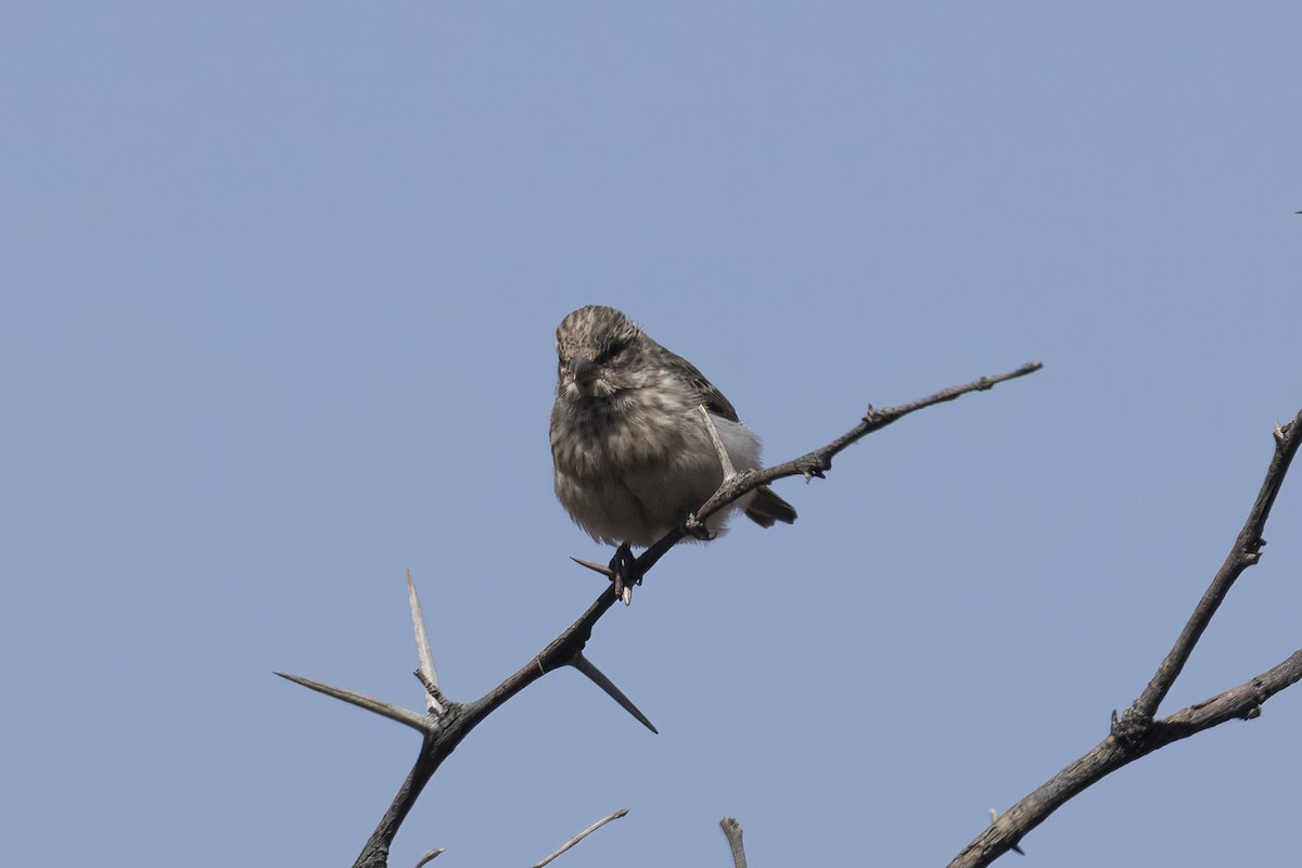 Black-throated Canary - ML642373302