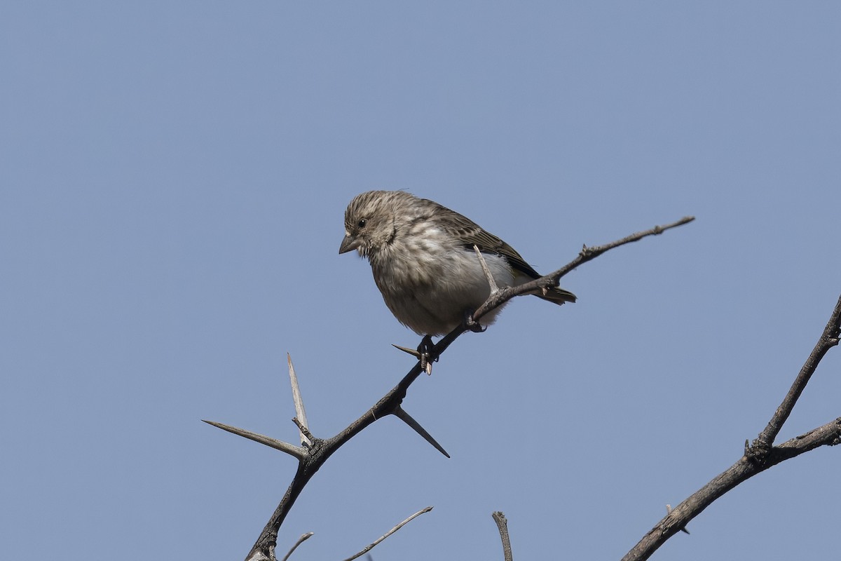 Black-throated Canary - ML642373303