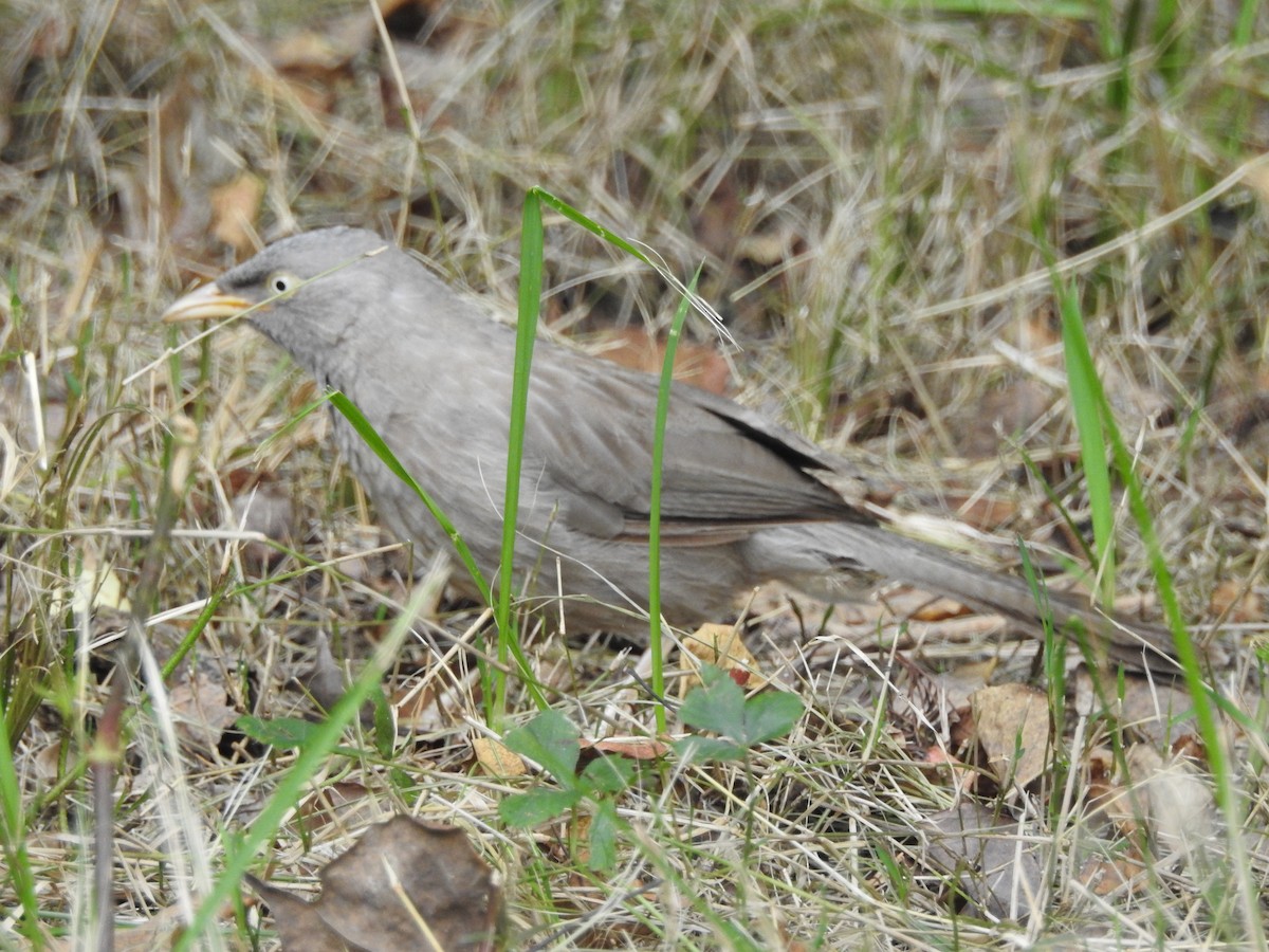 landsbyskriketrost - ML642373315