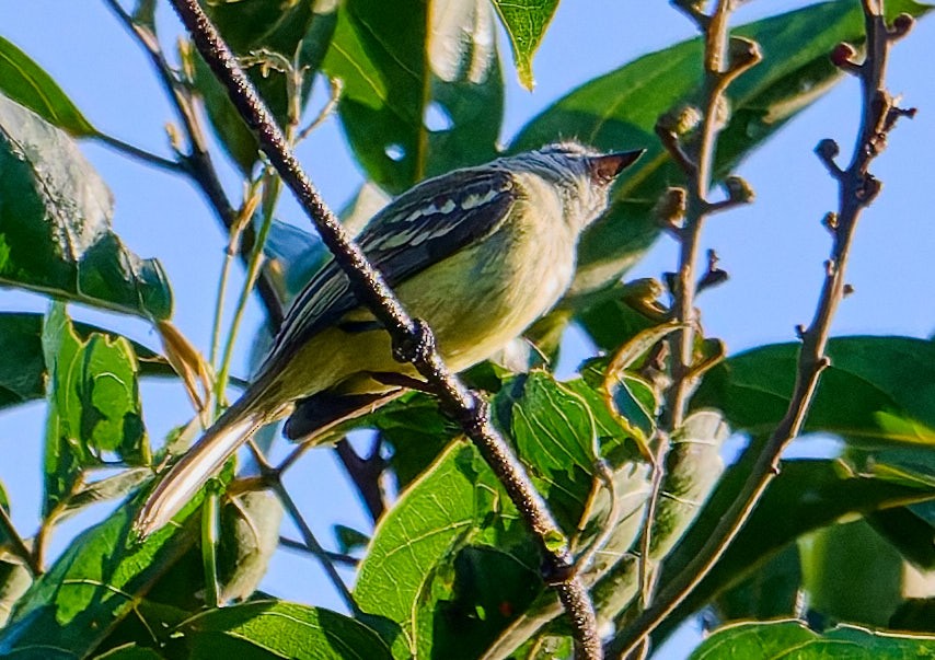 White-lored Tyrannulet - ML642373354