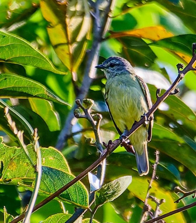 White-lored Tyrannulet - ML642373355