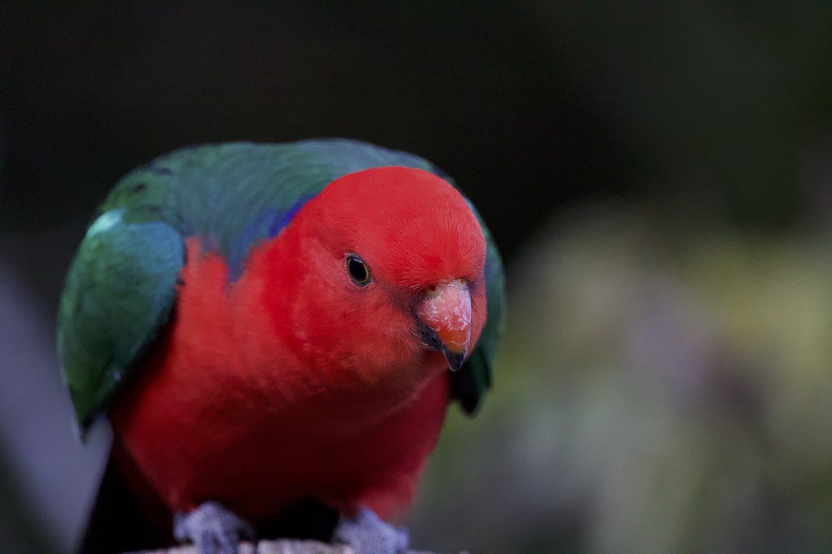 Australian King-Parrot - ML642373360