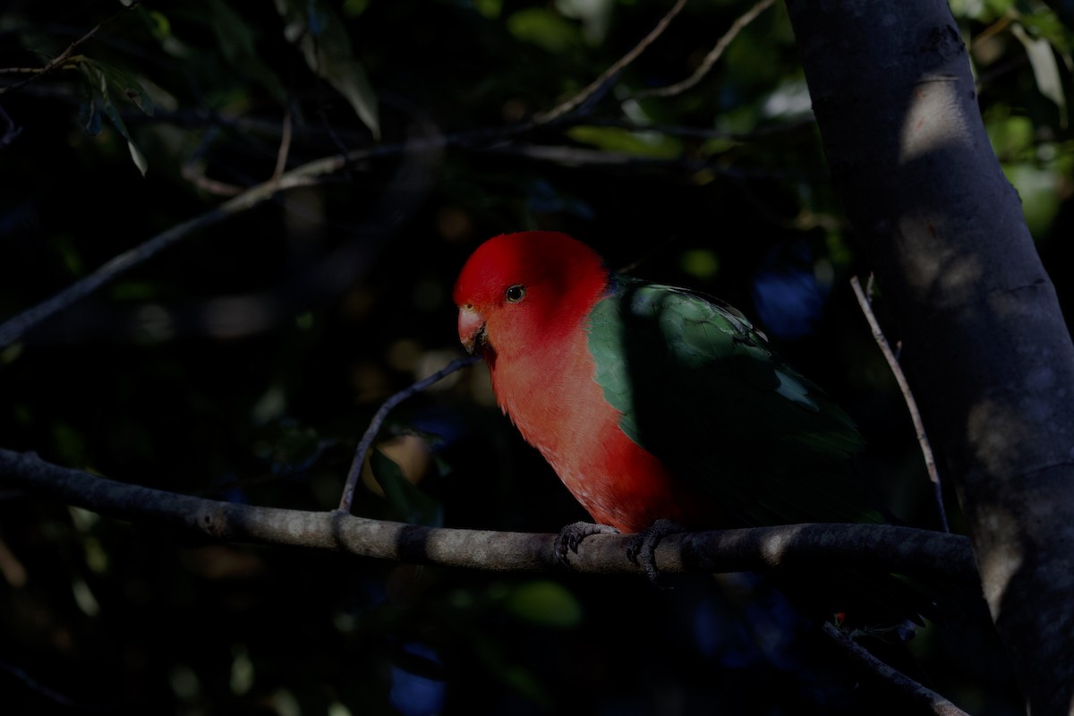 Australian King-Parrot - ML642373363