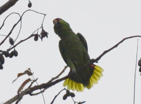 キホオボウシインコ - ML642373388