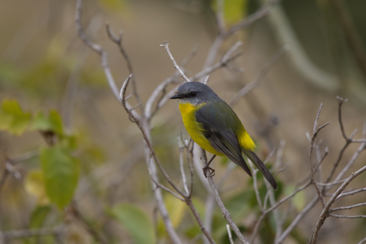 Eastern Yellow Robin - ML642373414