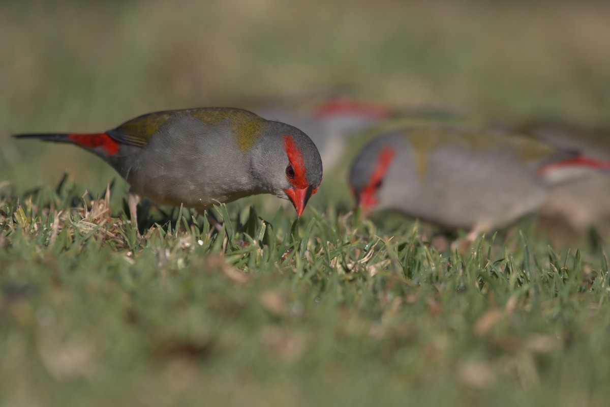Red-browed Firetail - ML642373422