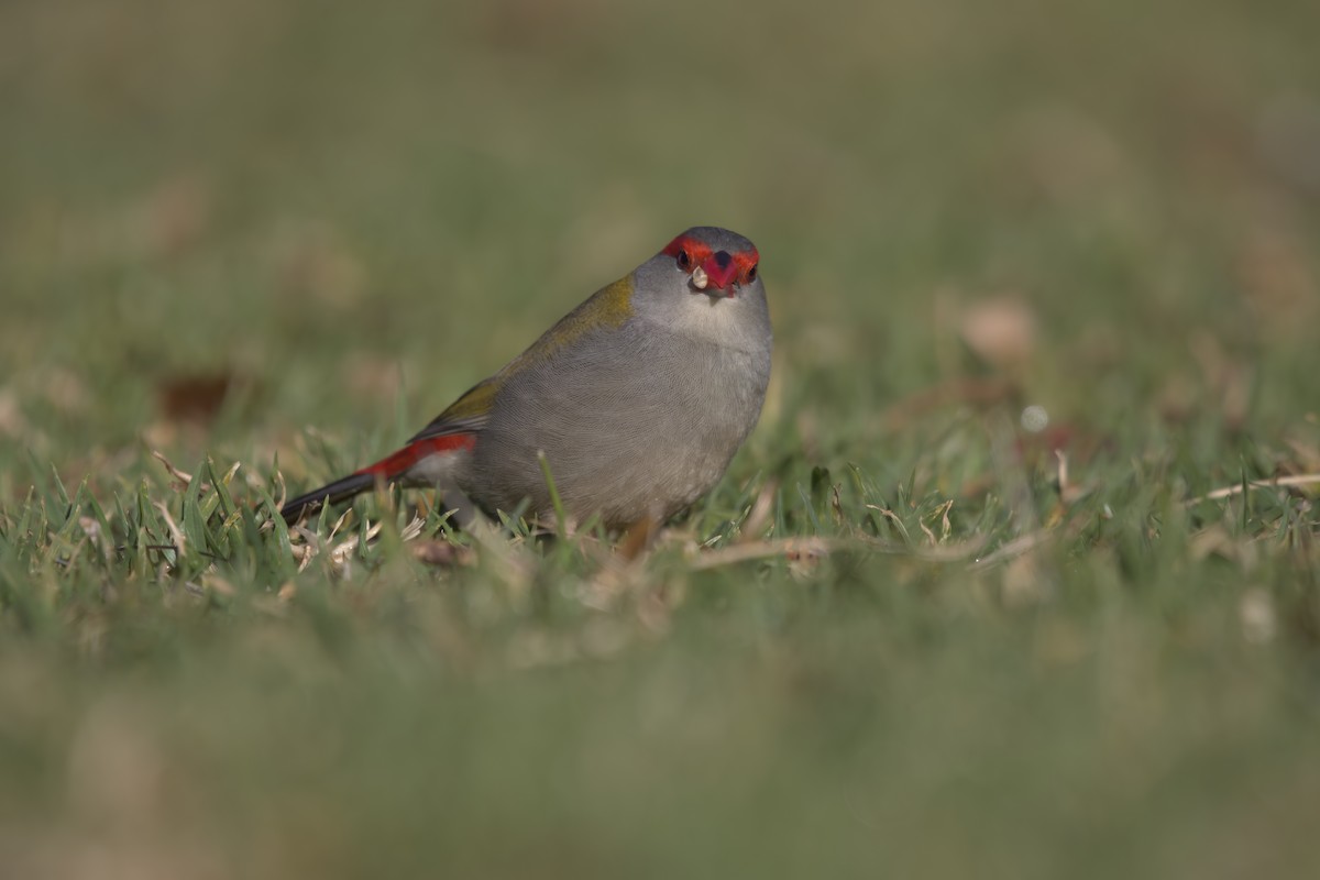 Red-browed Firetail - ML642373423