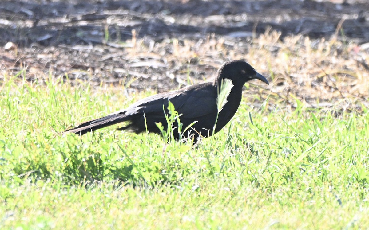 White-winged Chough - ML642373437
