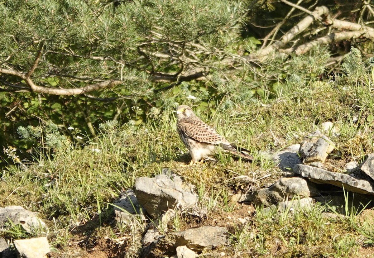 チョウゲンボウ - ML642373440