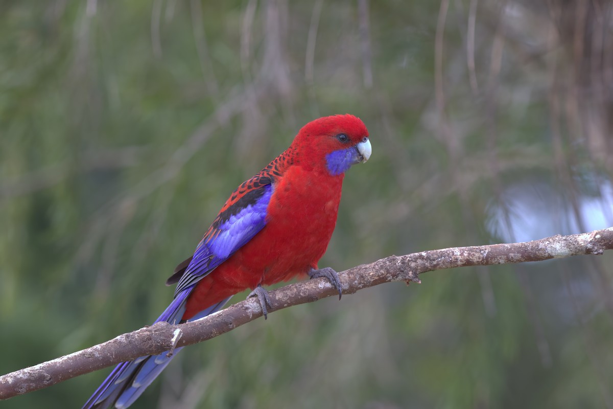 Crimson Rosella - ML642373453