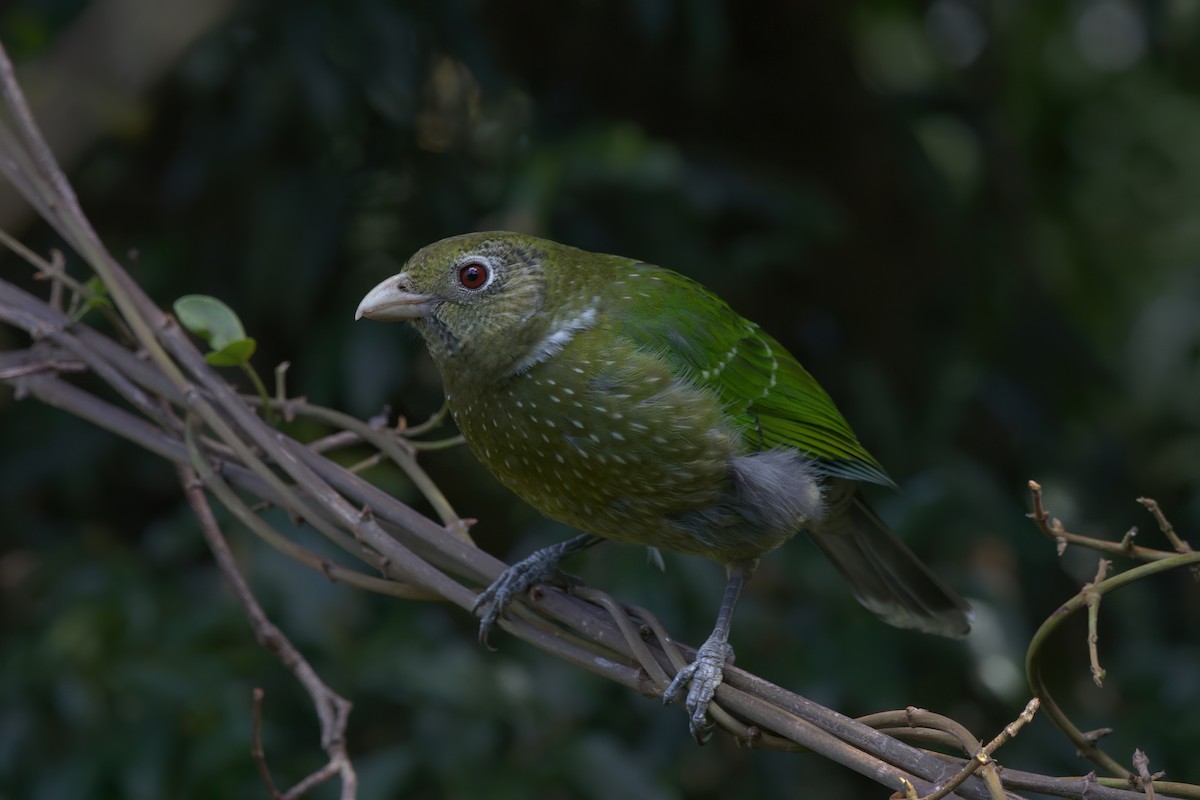 Green Catbird - ML642373456