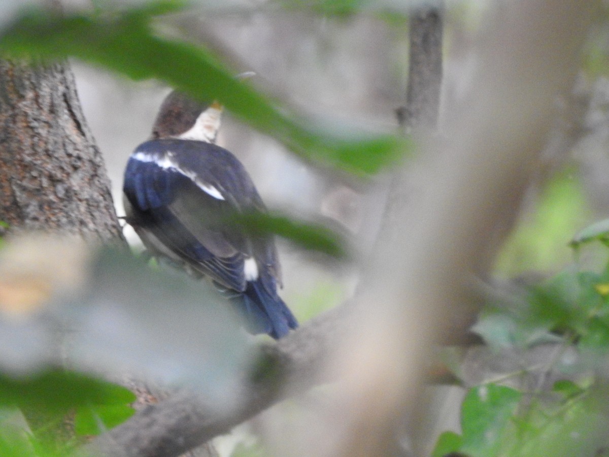 Indian Pied Starling - ML642373458