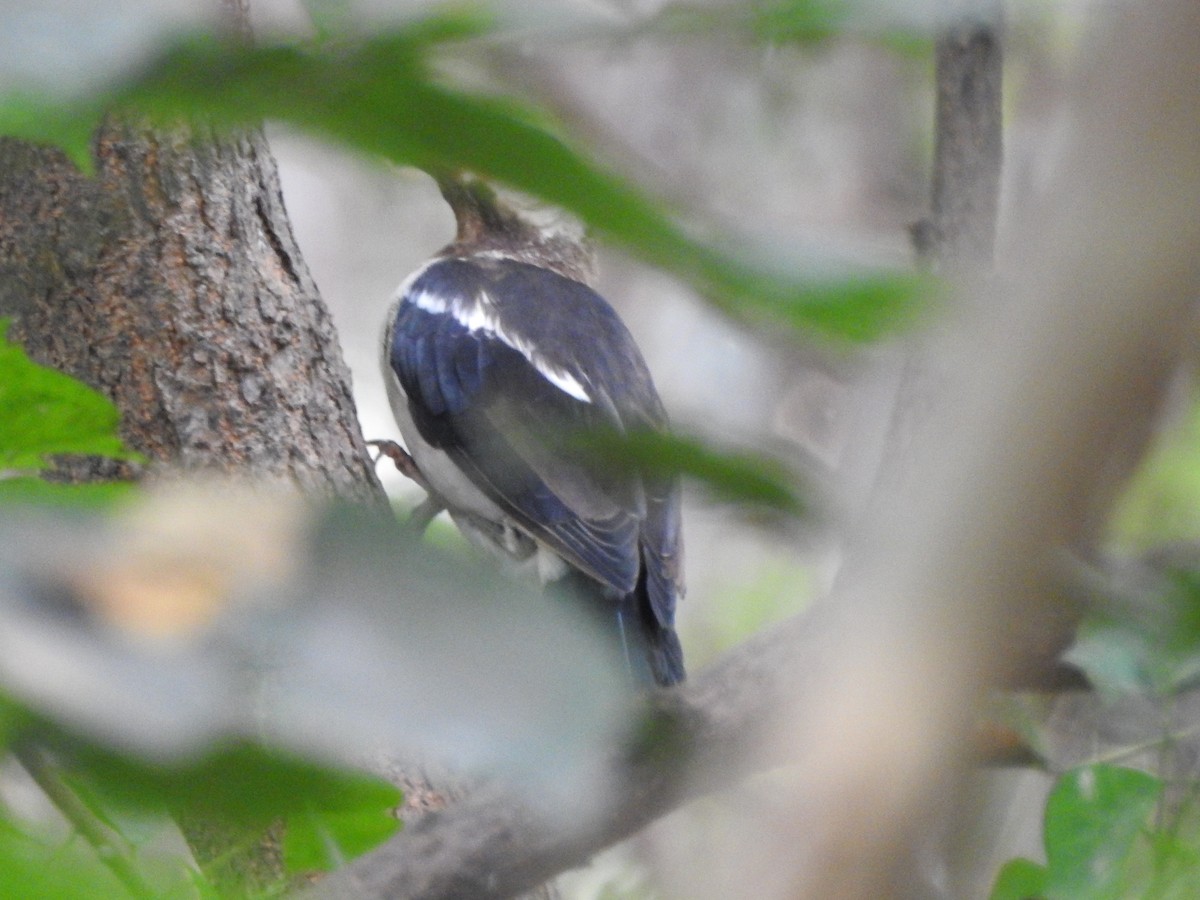 Indian Pied Starling - ML642373459