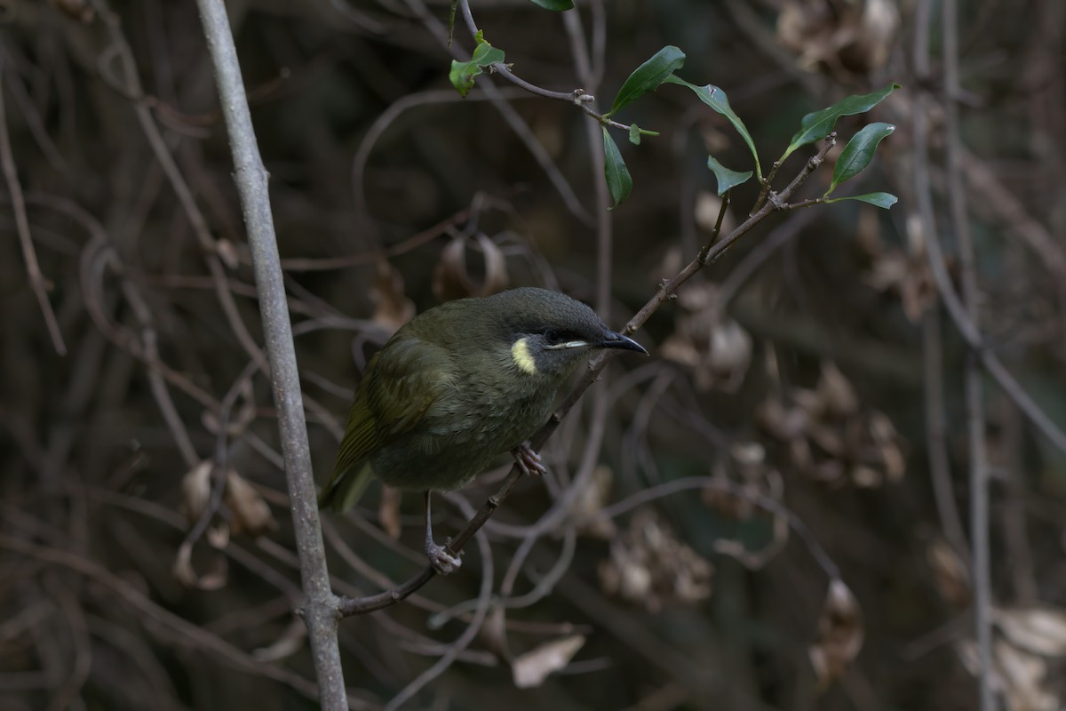 Lewin's Honeyeater - ML642373462