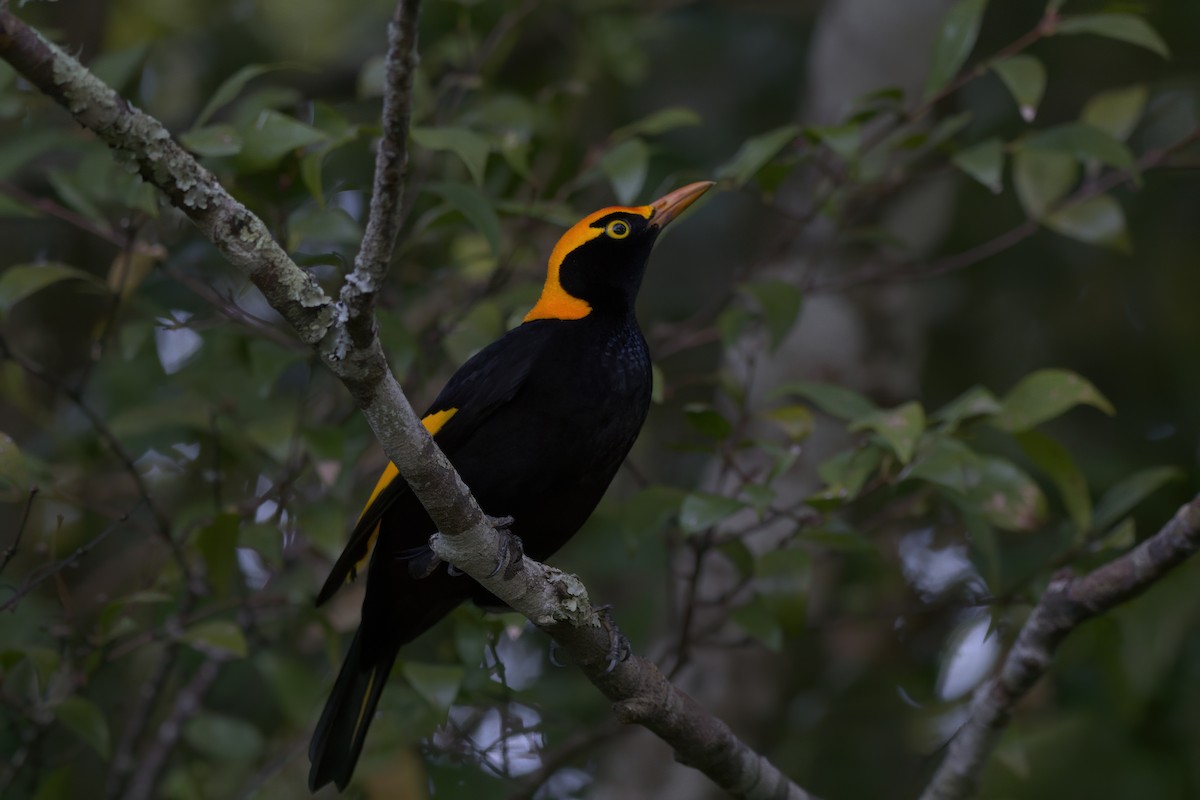 Regent Bowerbird - ML642373473