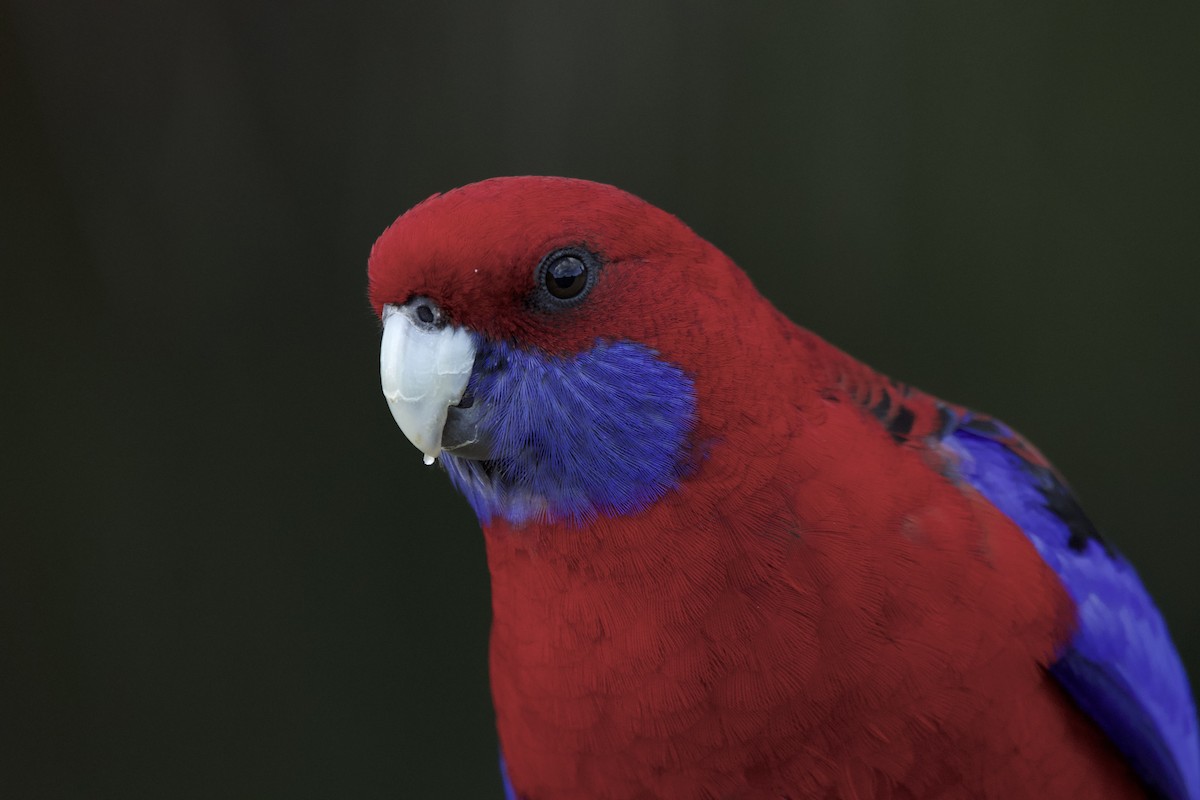 Crimson Rosella - ML642373500