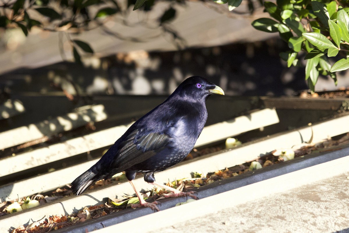 Satin Bowerbird - ML642373506