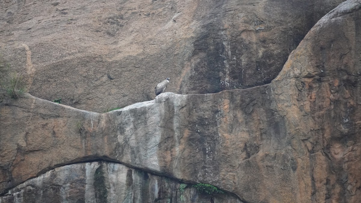 Indian Vulture - ML642373510