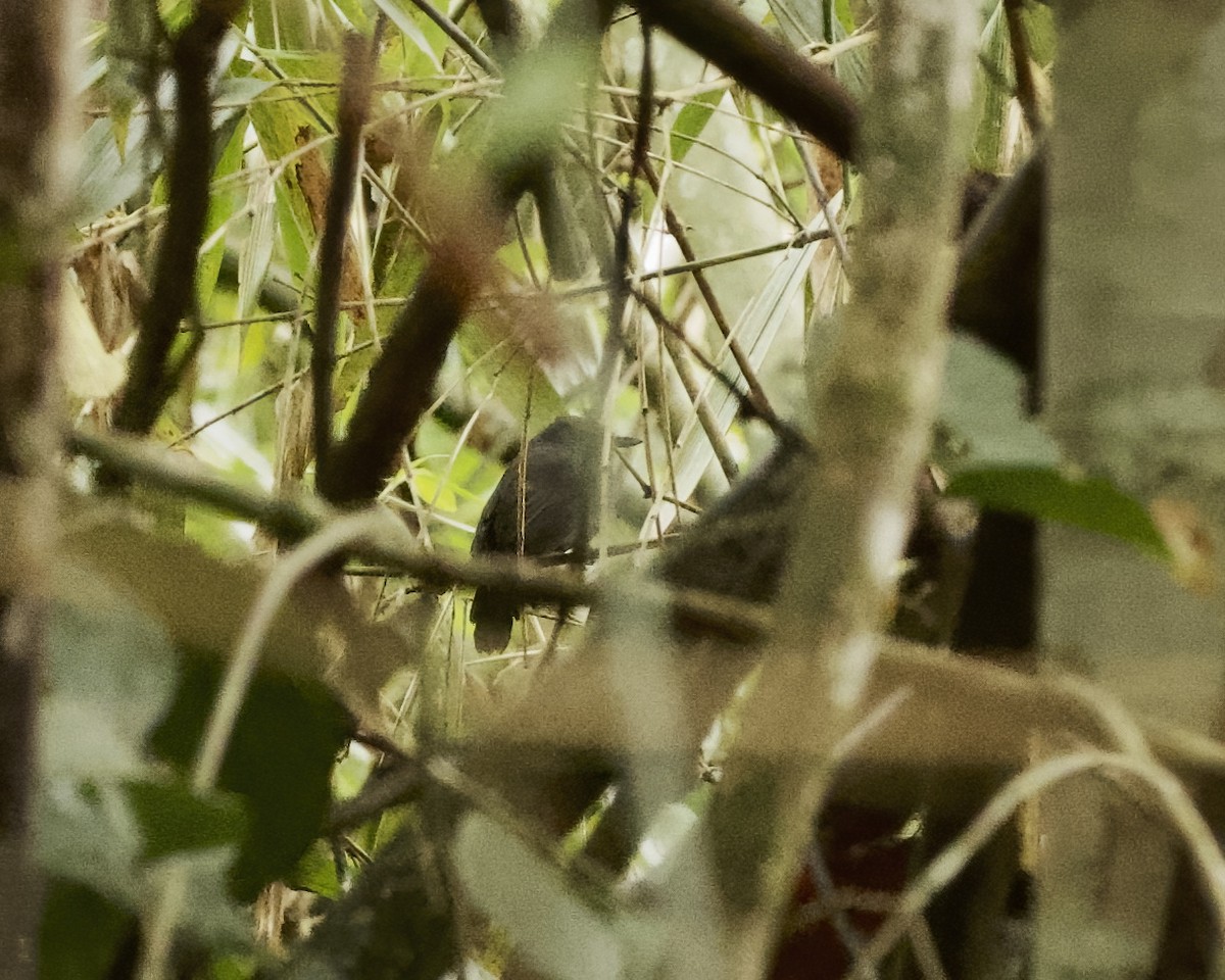 Bluish-slate Antshrike - ML642373561