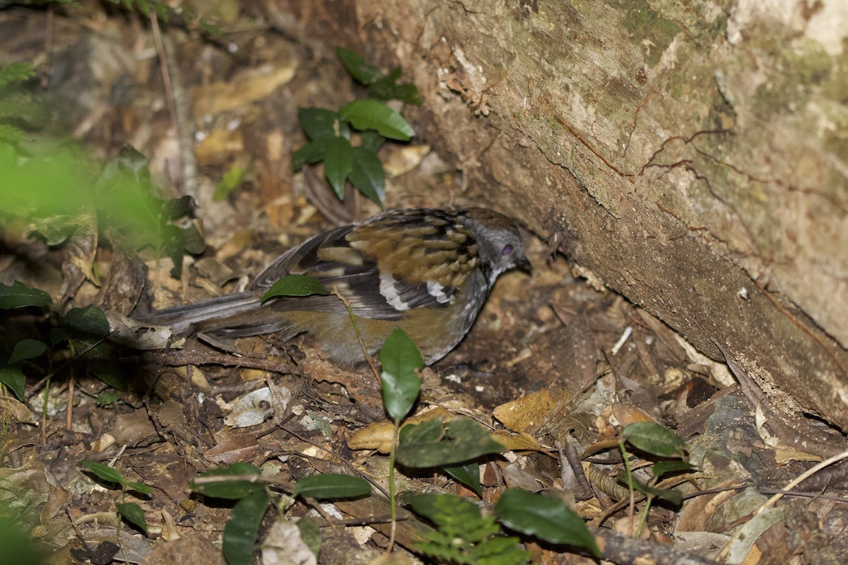 Australian Logrunner - ML642373564
