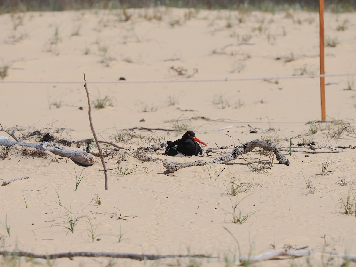 Pied Oystercatcher - ML642373582