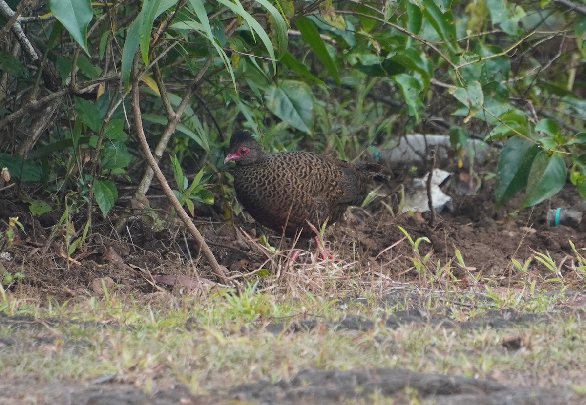 Red Spurfowl - ML642373586