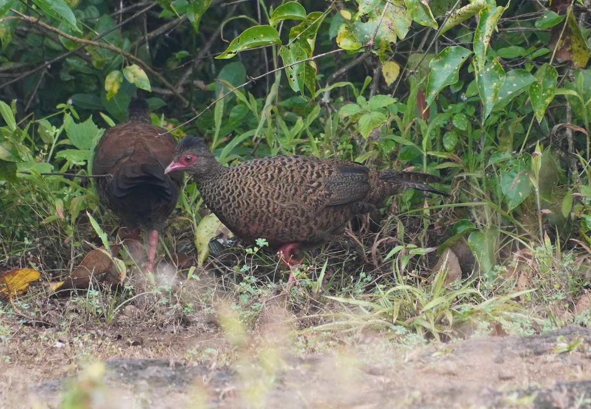 Red Spurfowl - ML642373587