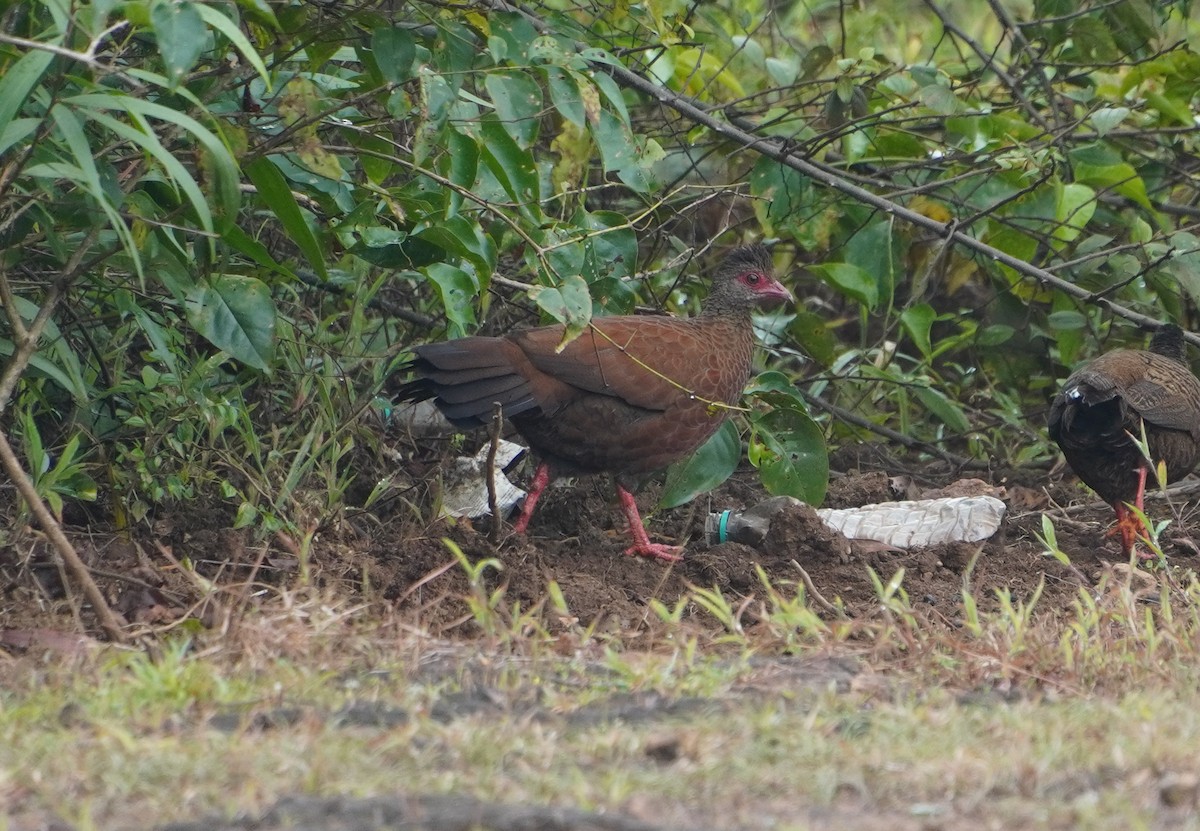 Red Spurfowl - ML642373588