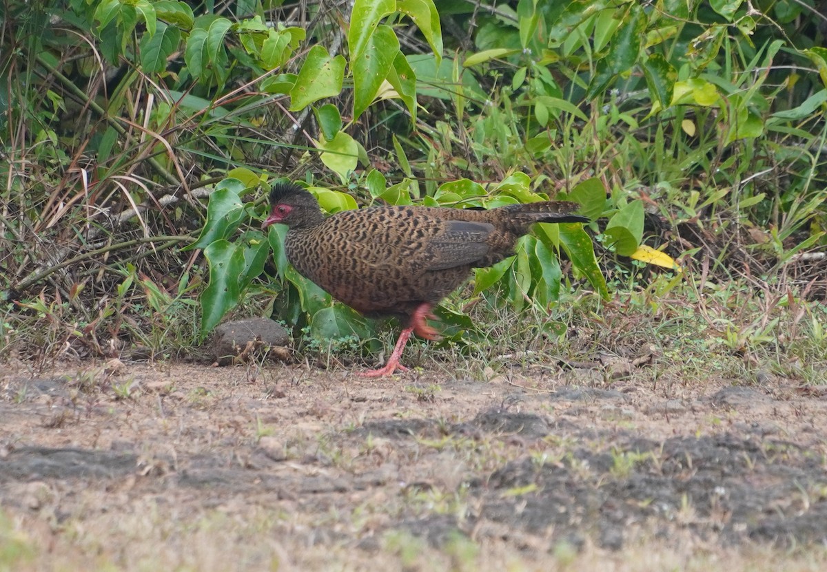 Red Spurfowl - ML642373589