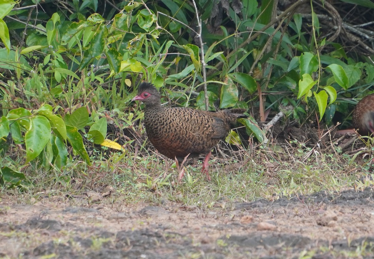 Red Spurfowl - ML642373591