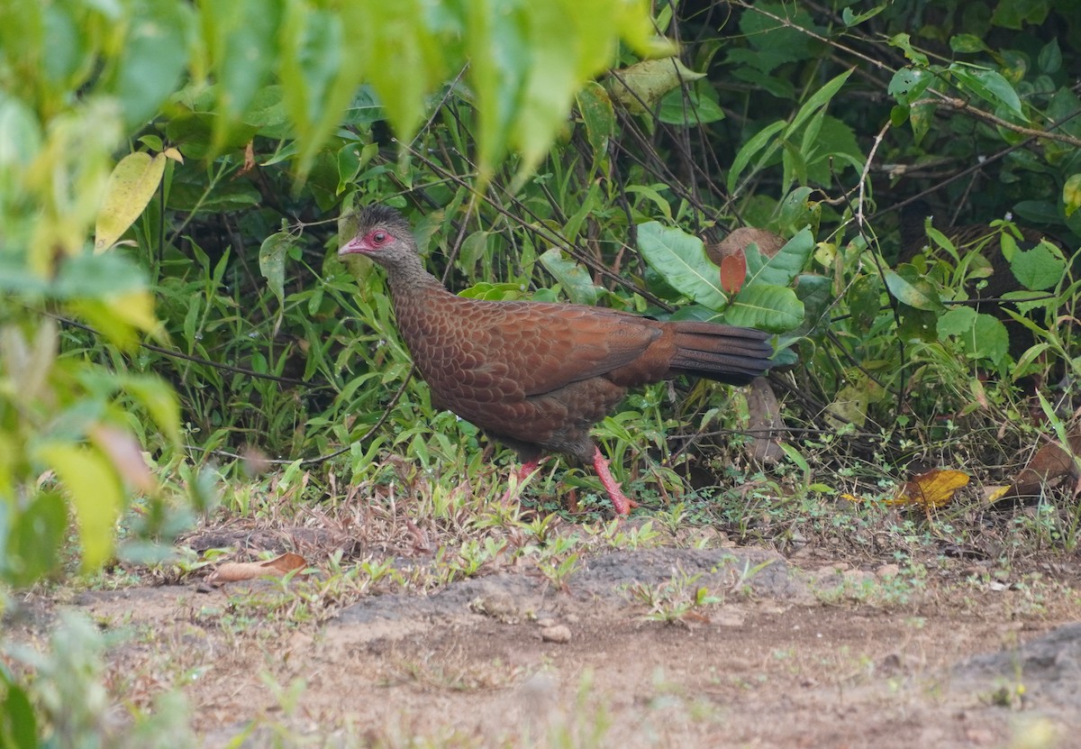 Red Spurfowl - ML642373592