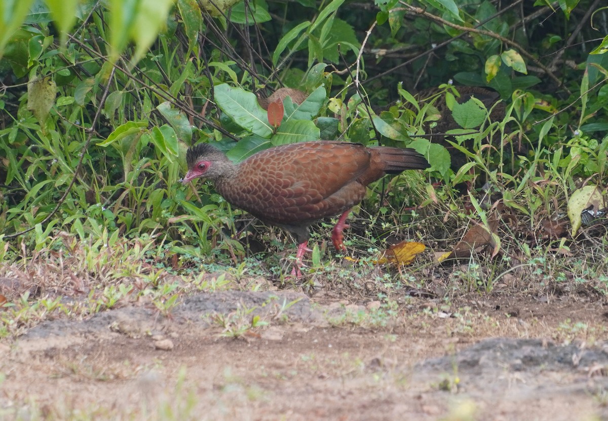 Red Spurfowl - ML642373593