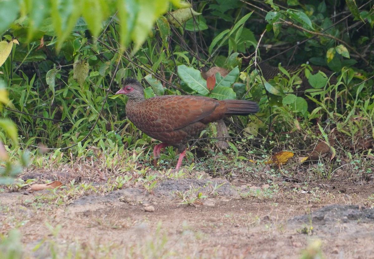 Red Spurfowl - ML642373595