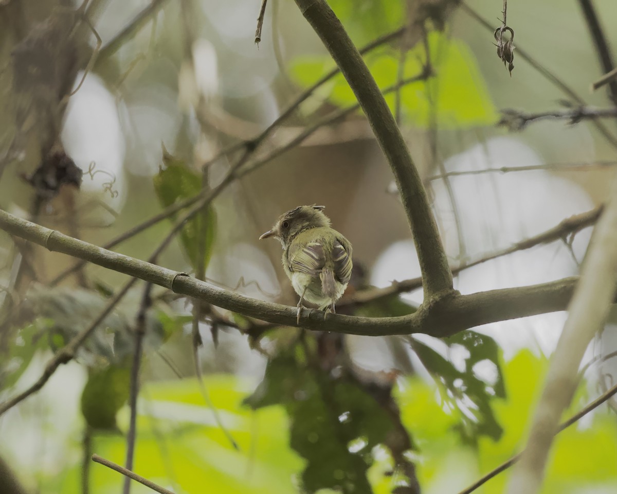 toppalvetyrann - ML642373597