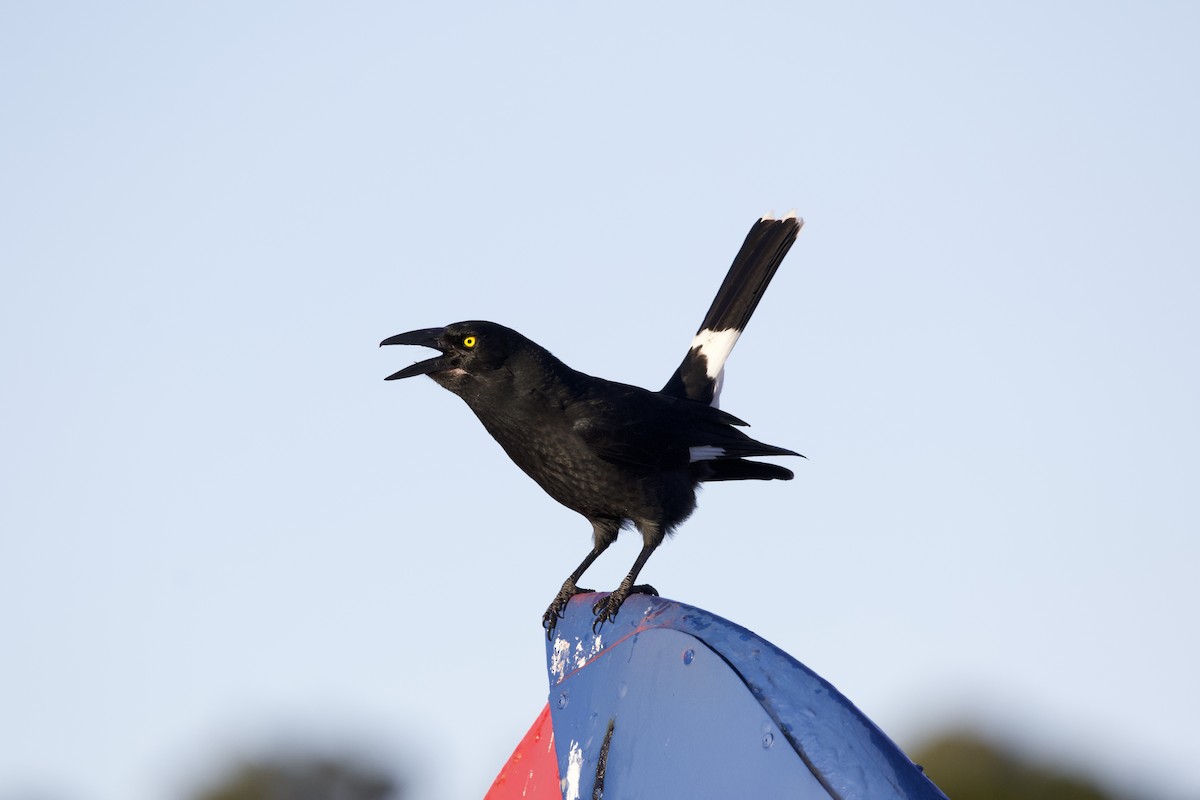 Pied Currawong - ML642373598