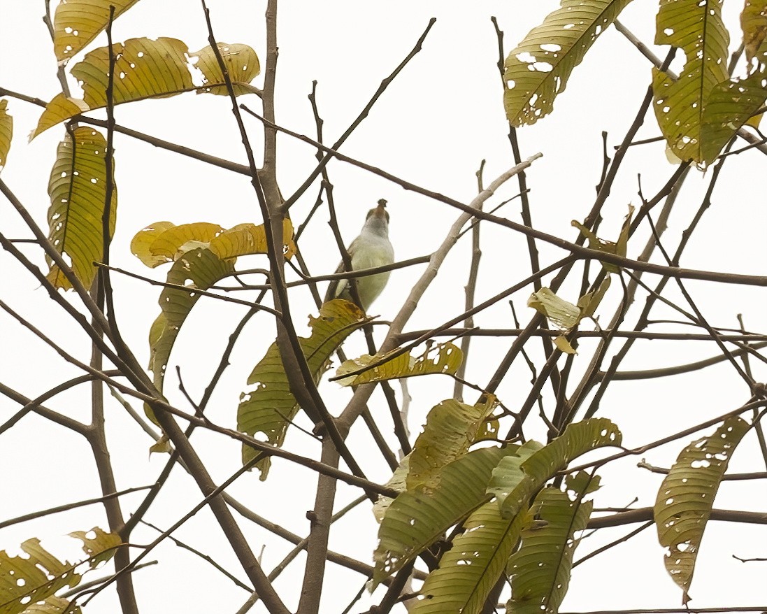 Swainson's Flycatcher - ML642373603