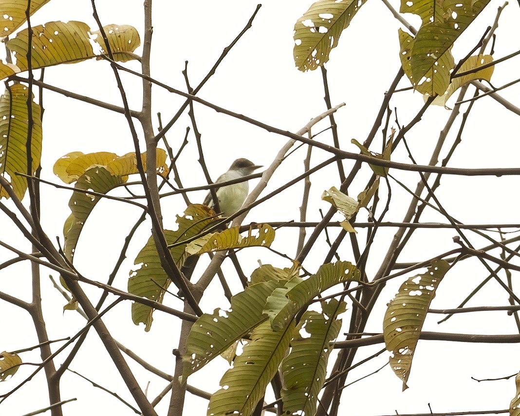 Swainson's Flycatcher - ML642373604