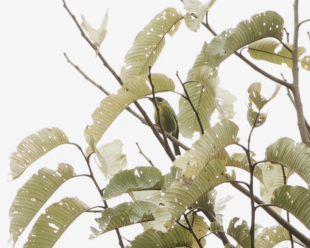 Green-and-gold Tanager - ML642373619