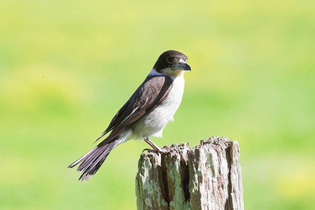 Gray Butcherbird - ML642373620
